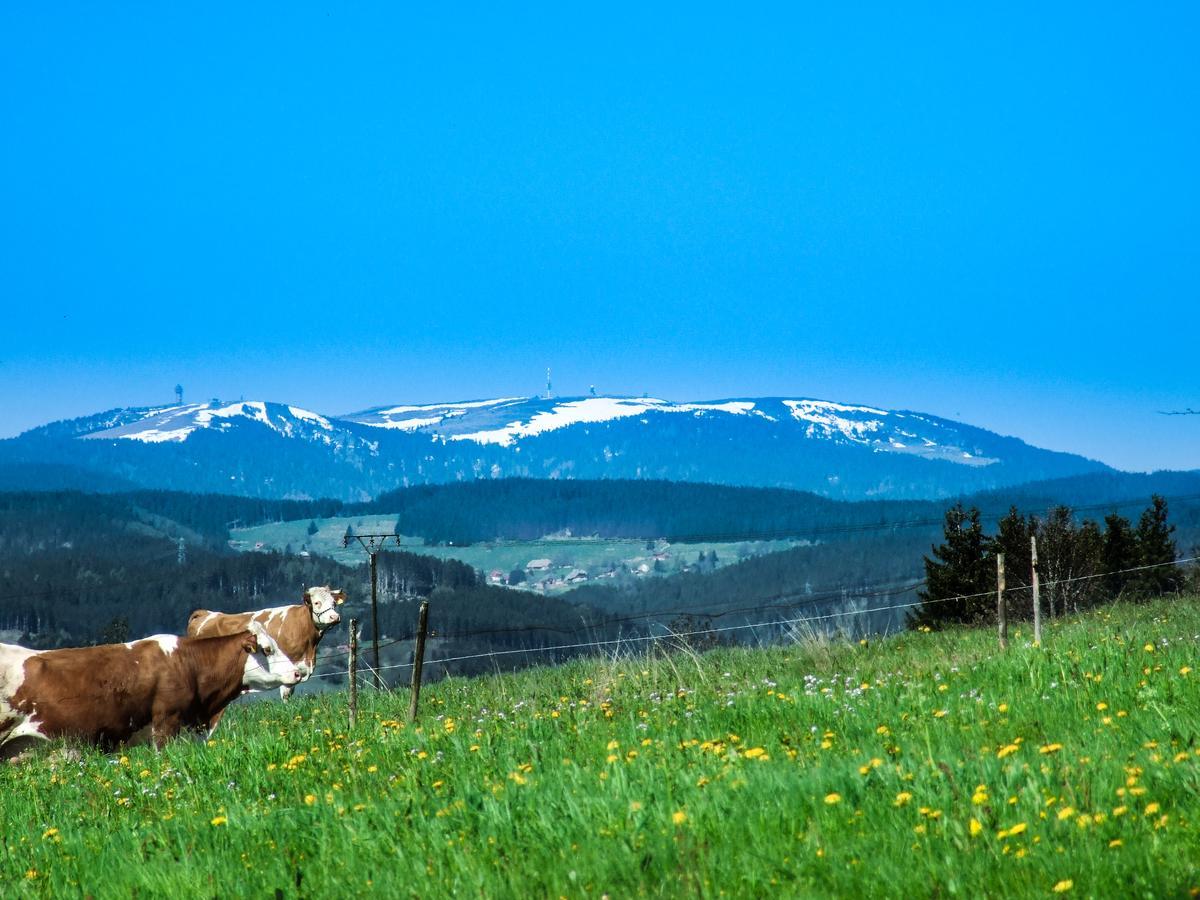 Landgasthof Alpenblick An Der Wutachschlucht Suedschwarzwald Loeffingen Ngoại thất bức ảnh